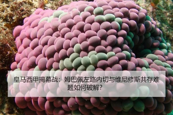 huang-ma-xi-jia-jie-mu-zhan-mu-ba-pei-zuo-lu-nei-qie-yu-wei-ni-xiu-si-gong-cun-nan-ti-ru-he-po-jie-3-287.jpg
